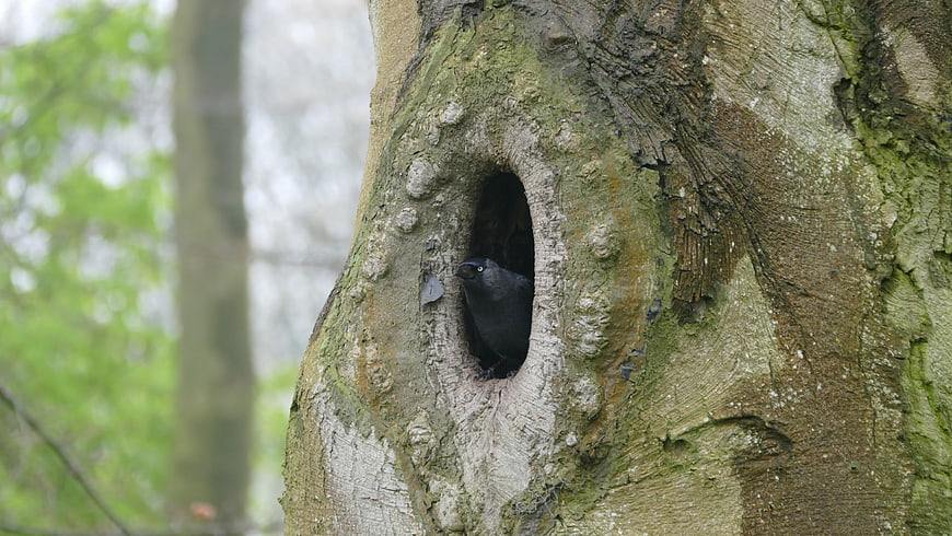 Black bird peeking from tree hollow in forest