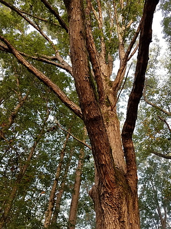 Low angle view of tall tree trunk in forest
