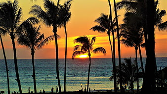 Silhouetted Palm Trees Against Vibrant Orange Sunset Over Ocean