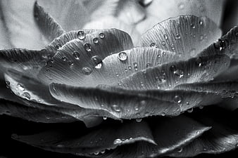 Black and white macro of wet flower petals with water droplets