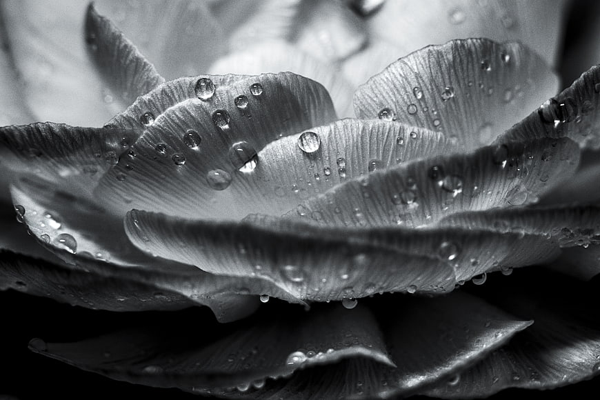 Black and white macro of wet flower petals with water droplets