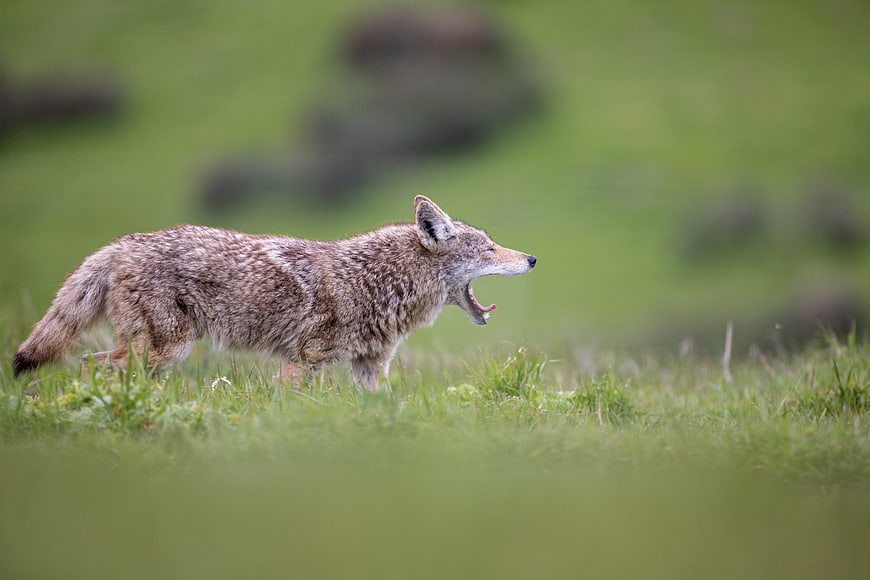 Coyote yawning in a green grassy field