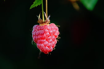 Ripe Red Raspberry Hanging On Stem Against Dark Background