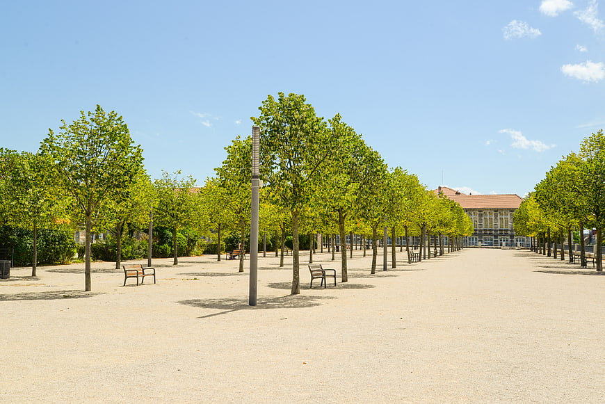 Sunny urban park with rows of green trees and benches