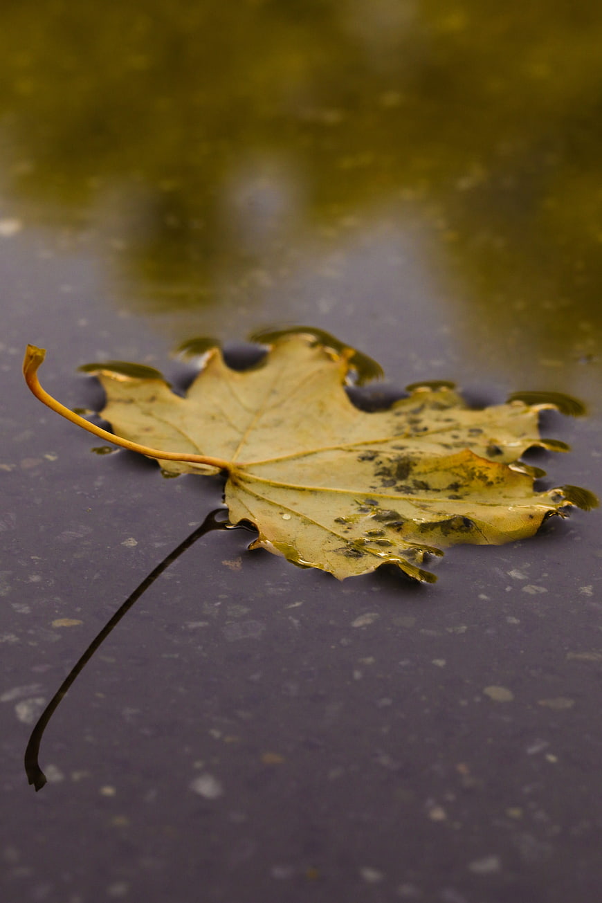 Yellow maple leaf floating on dark water surface