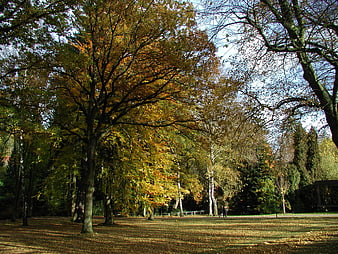 Golden Autumn Trees In Park Landscape