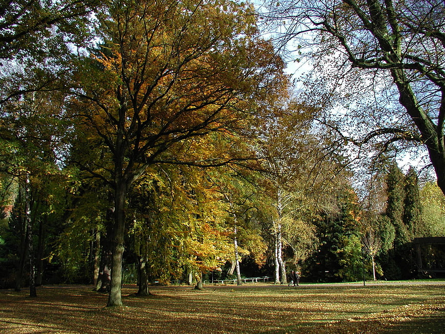 Golden Autumn Trees In Park Landscape