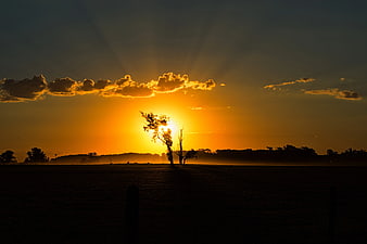 Silhouette of Tree Against Golden Sunset Sky