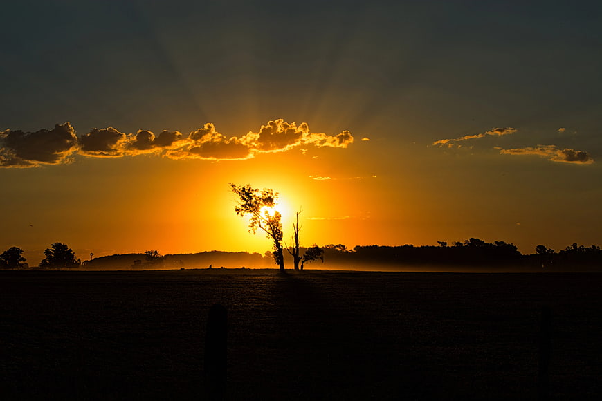 Silhouette of Tree Against Golden Sunset Sky