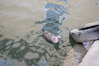 Seagull swimming in murky water near tire