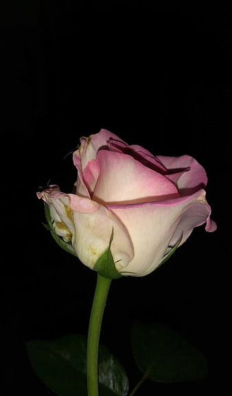 Pink and White Rose Bud on Black Background