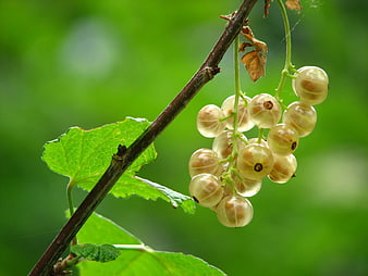 Close-up of white currants hanging on a branch