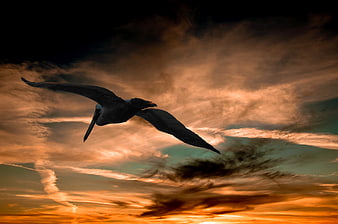 Silhouette of Pelican Flying Against Dramatic Sunset Sky