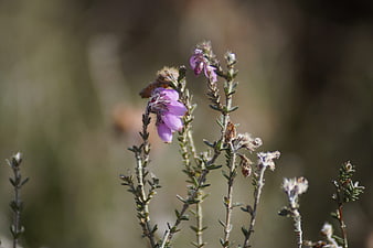 Close-up of purple heather flower with bee pollinating