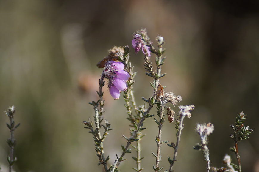 Close-up of purple heather flower with bee pollinating