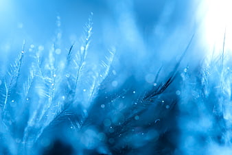 Abstract Blue Feathers with Bokeh Background