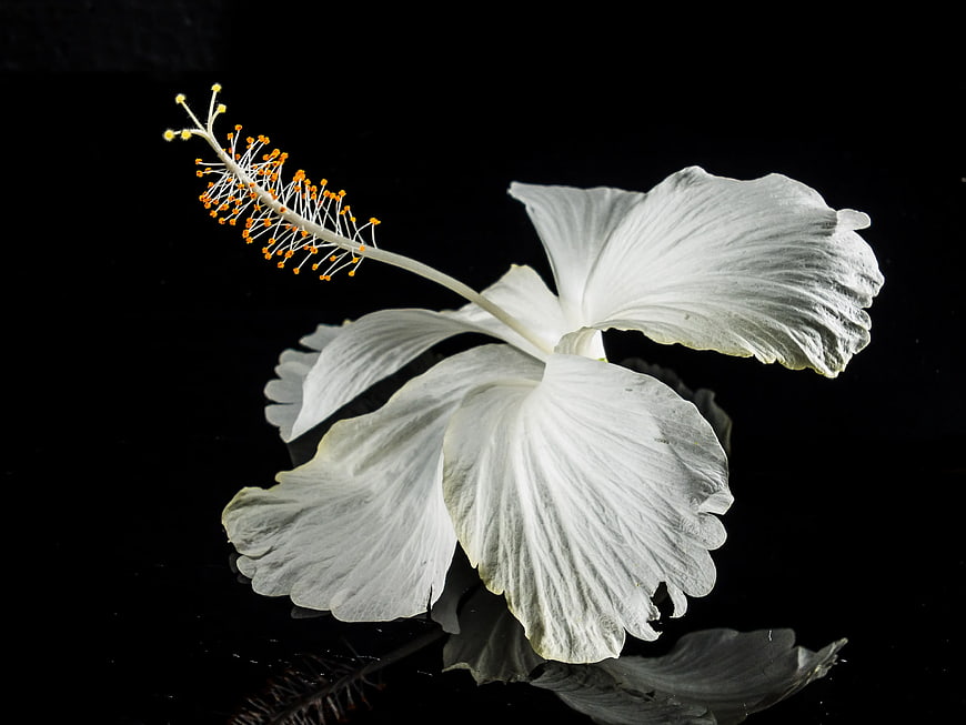 White Hibiscus Flower on Black Background