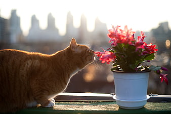 Orange Tabby Cat Sniffing Potted Cactus Flower On Balcony