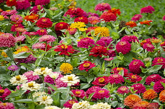 Vibrant Zinnia Flower Bed in Full Bloom
