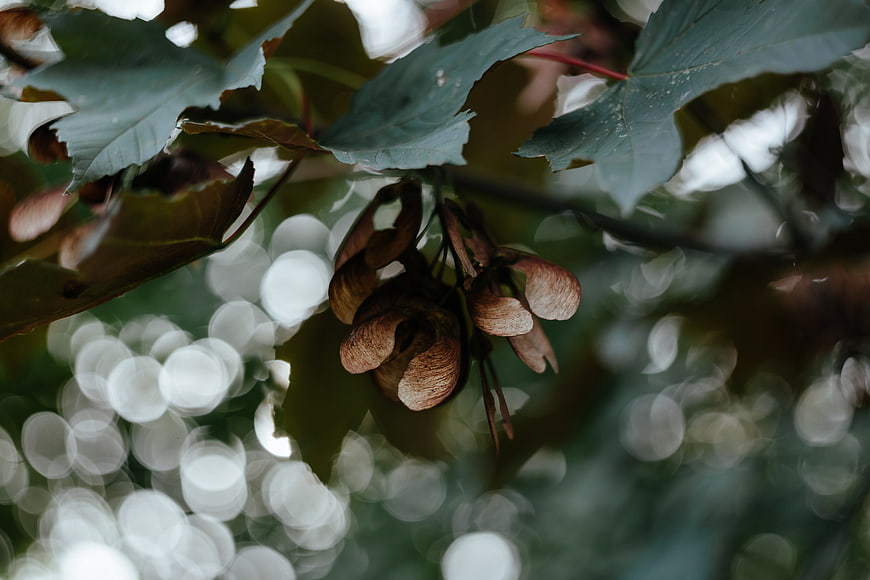 Close-up of maple seeds hanging from branch with bokeh background