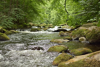 Flowing Forest Stream with Mossy Rocks and Green Trees