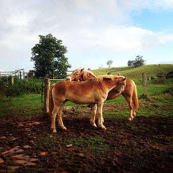 Two Chestnut Ponies Standing in Muddy Paddock
