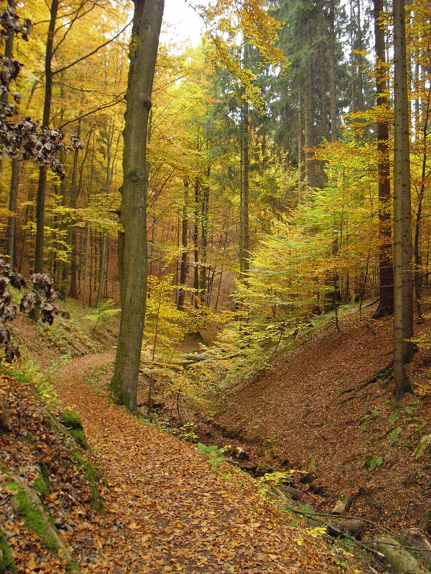 Golden Autumn Forest Path with Yellow Leaves