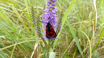 Six-spot Burnet Moth on Purple Loosestrife in Meadow