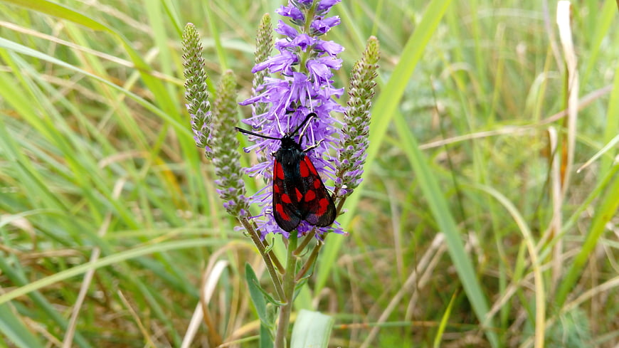 Six-spot Burnet Moth on Purple Loosestrife in Meadow
