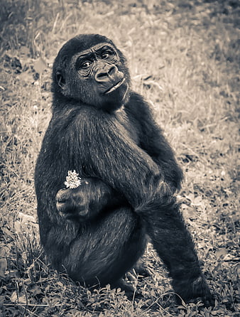 Young Gorilla Sitting in Grass Holding Flower