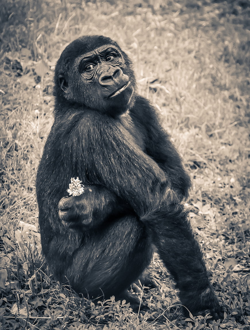 Young Gorilla Sitting in Grass Holding Flower