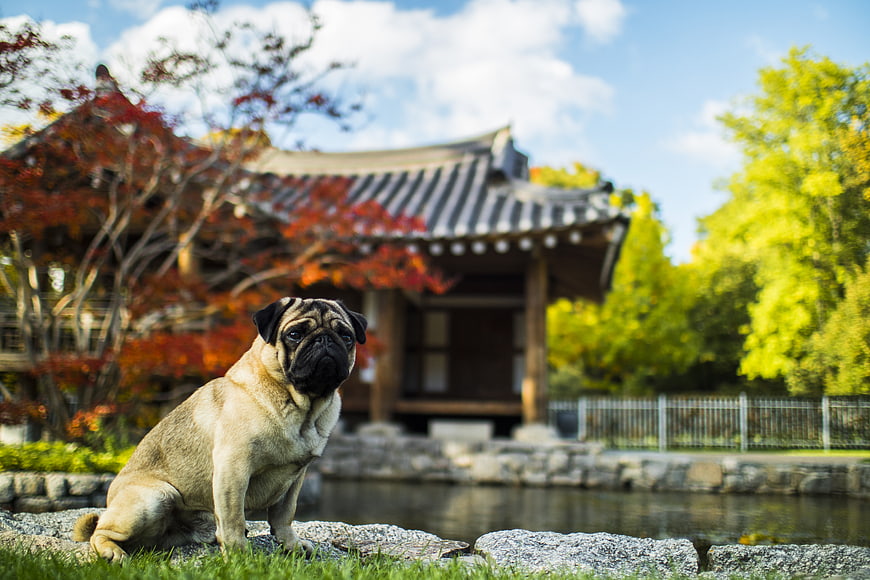 Pug sitting in front of traditional Korean temple in autumn