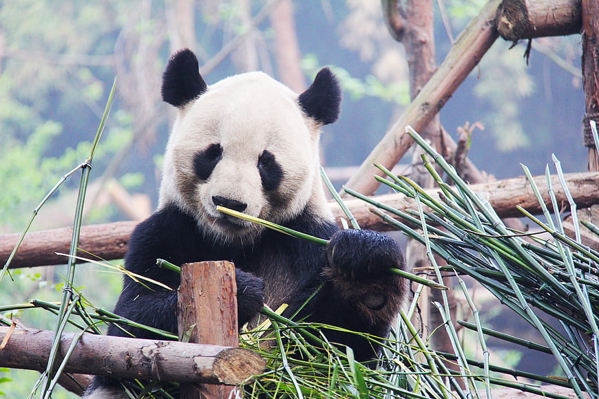 Young Giant Panda Eating Bamboo Stems In Naturalistic Enclosure