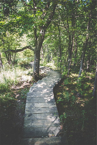 Wooden boardwalk path winding through lush green forest
