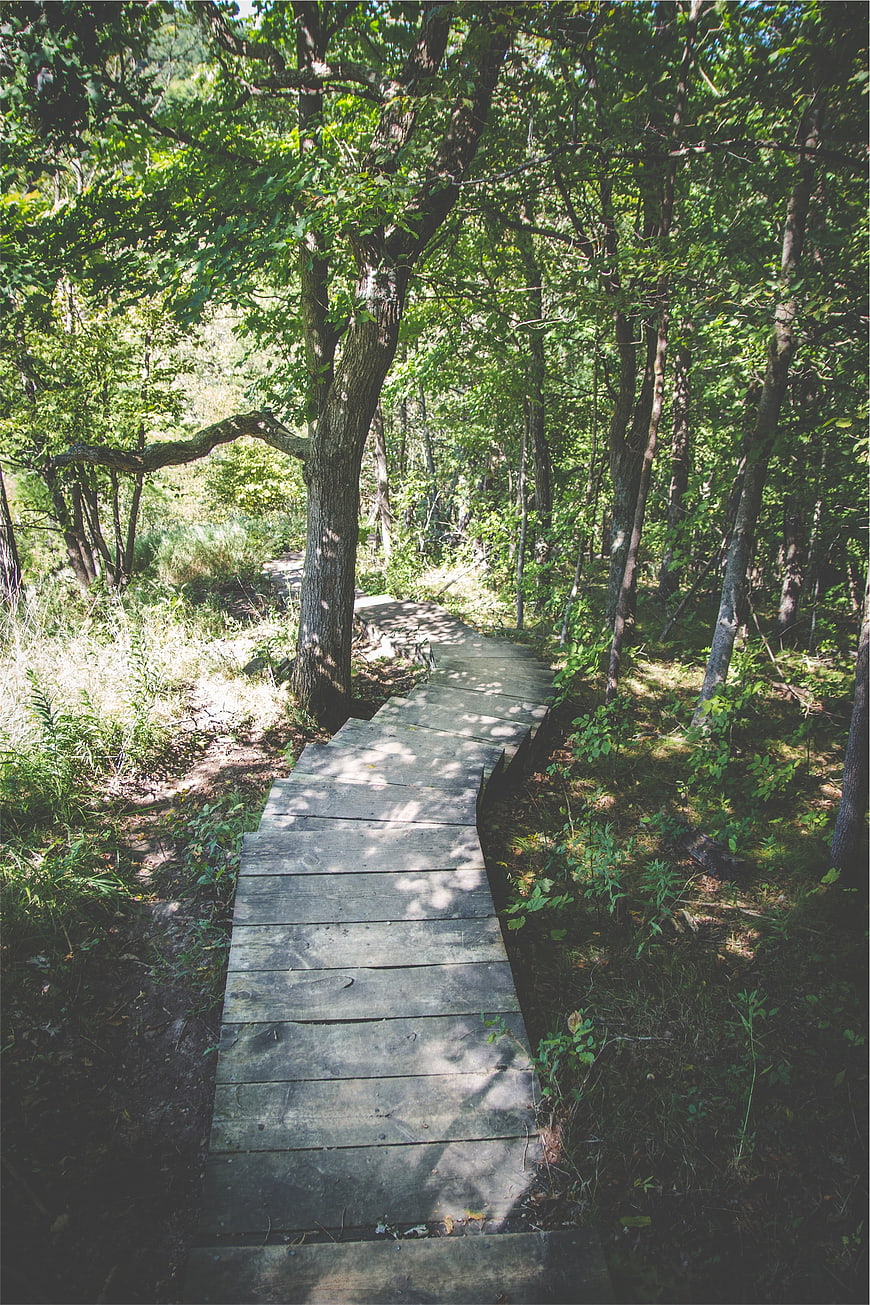 Wooden boardwalk path winding through lush green forest