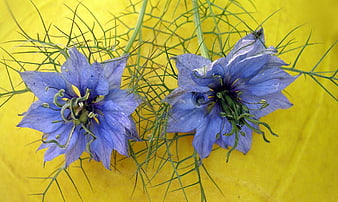 Blue Nigella Flowers on Vibrant Yellow Background