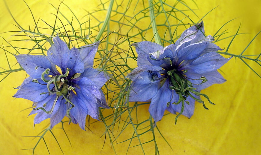 Blue Nigella Flowers on Vibrant Yellow Background