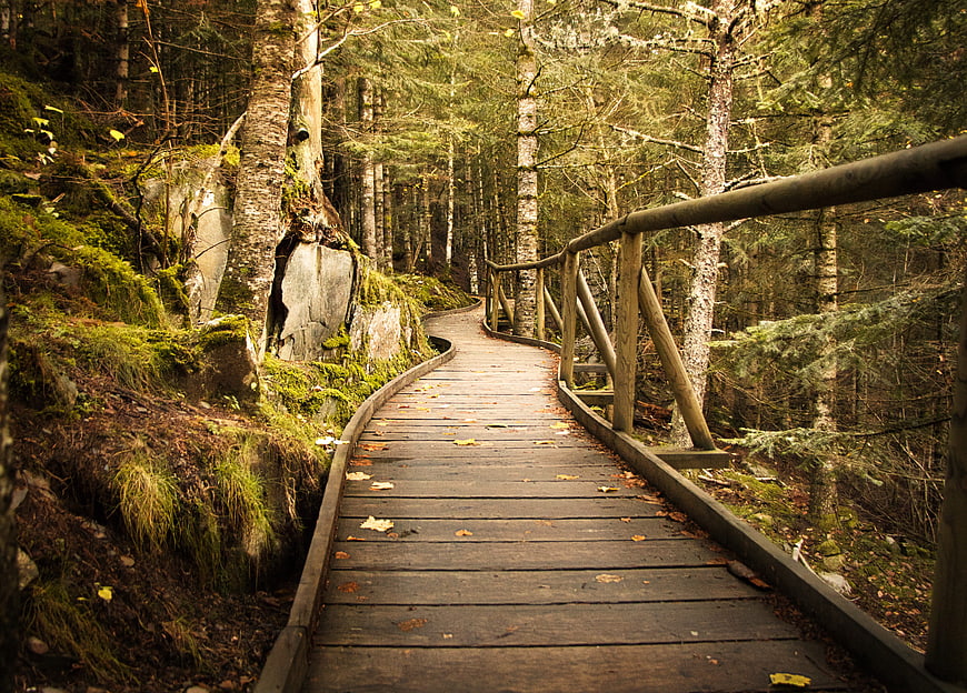 Wooden Forest Trail Path Winding Through Mossy Trees