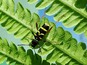 Close-up of a black and yellow striped beetle on a green fern leaf