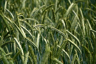 Selective Focus Green Wheat Field Close-Up