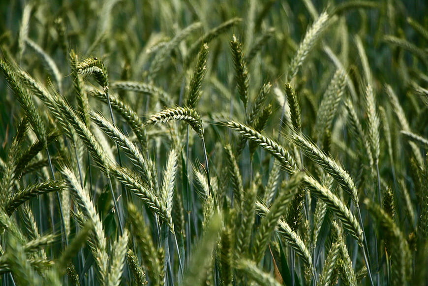 Selective Focus Green Wheat Field Close-Up