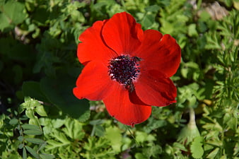 Vibrant Red Poppy Flower in Green Foliage