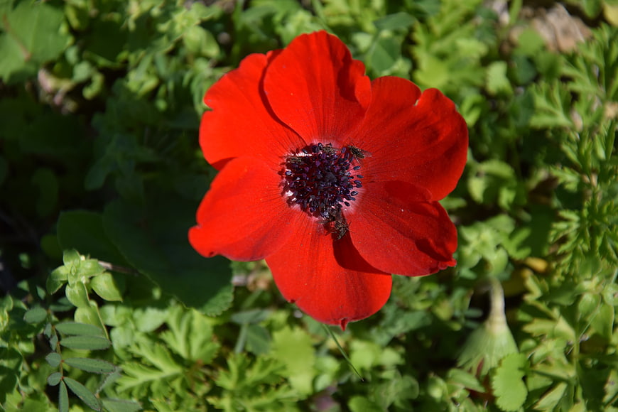 Vibrant Red Poppy Flower in Green Foliage