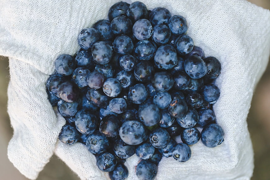 Fresh Blueberries in White Linen Cloth