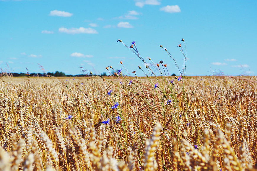 Golden Wheat Field with Cornflowers Under Blue Sky