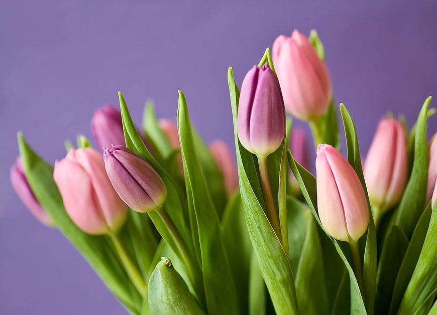 Pink and Purple Tulips on Lavender Background