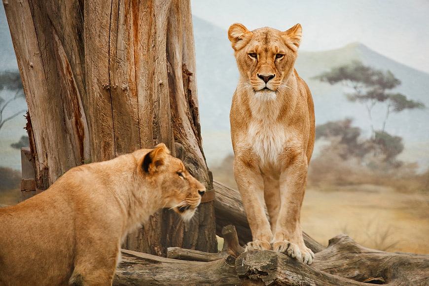 Two Lionesses in Savannah Wildlife Exhibit