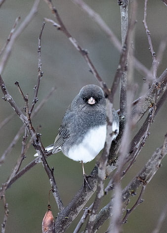 Dark-eyed Junco perched on bare winter branches
