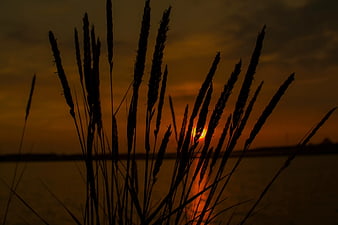 Silhouette of tall grass against a golden sunset over water
