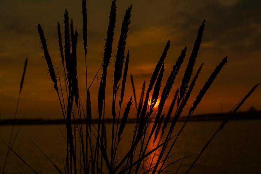 Silhouette of tall grass against a golden sunset over water